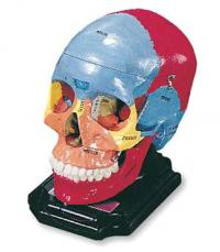    SO-6000 Painted Skull Reproduction